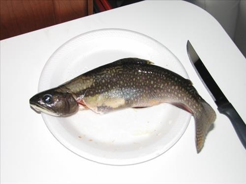 Fresh trout graces coordinator's table thanks to Bill's fly fishing skill