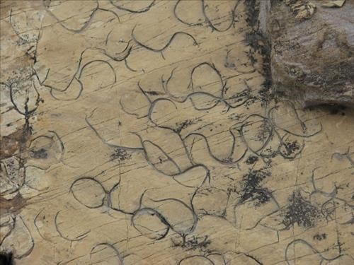 Some kind of worm fossils on Forster Mountain