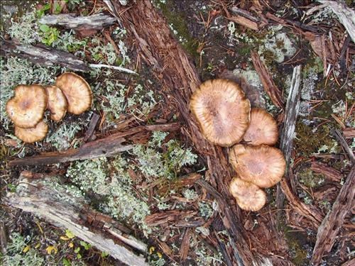 Surveyor's Ridge mushrooms