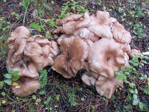 A mess of mushrooms 