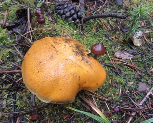 More mushrooms on Surveyor's Ridge