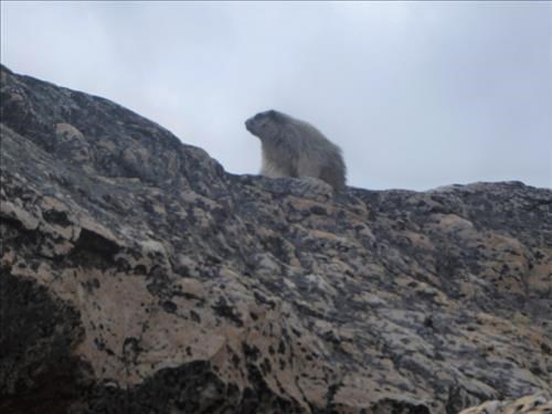 Marmot