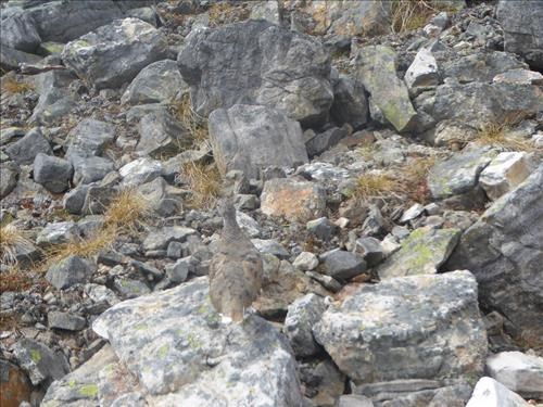 Ptarmigan