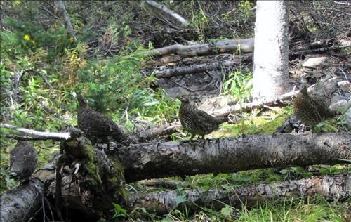 Four of six grouse near Rummel Creek