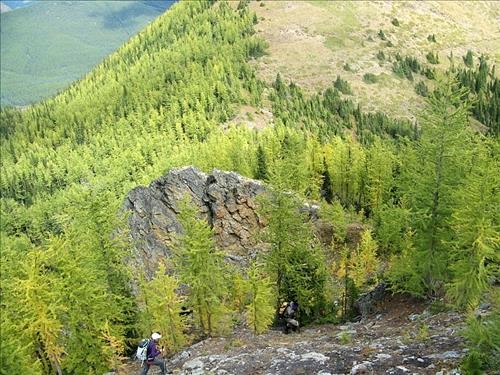 Entering the larch forest