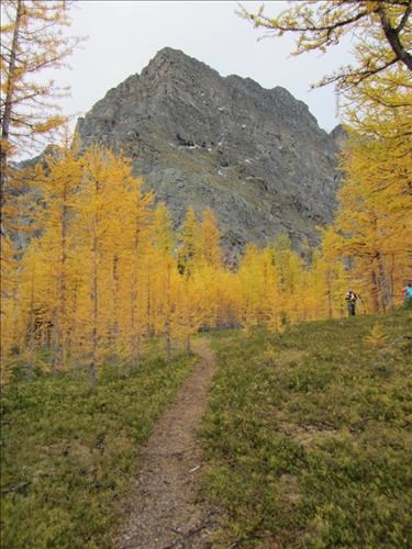Golden larches, Storm Mtn behind