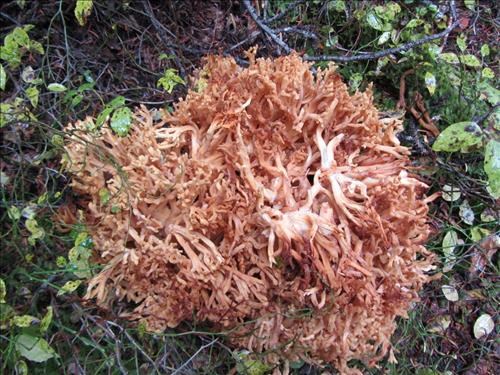 Trailside vegetation: fungus or broomrape family?