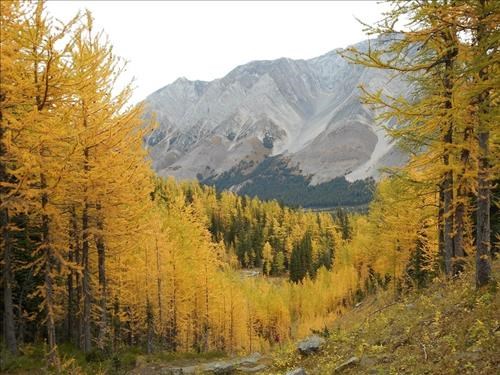 Grizzly Col trail