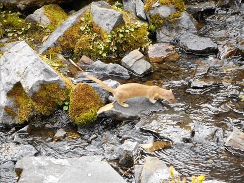 Weasel