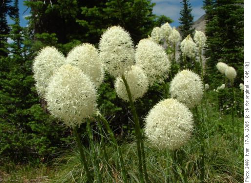 Bear Grass