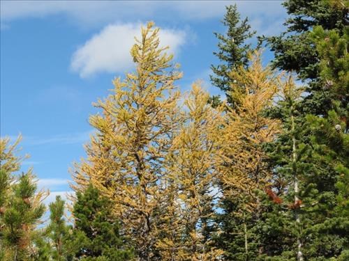 There were larches at the summit and they were in their fall prime