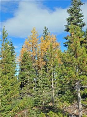 A few pretty larches near our high point