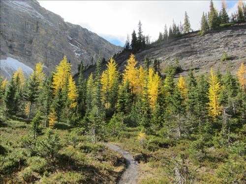 Larches above Lower Galatea Lake