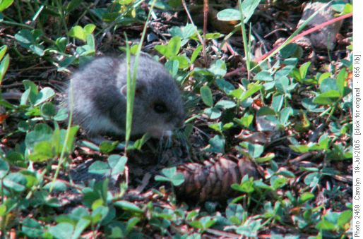 wee mouse