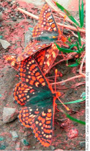 moths