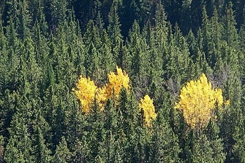 Still a little fall colour