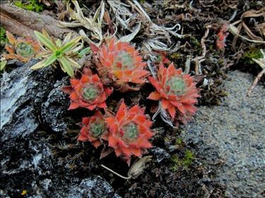 Fairy Candelabria in fall colours near Wind Ridge
