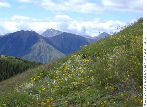Flowers on Mist Ridge