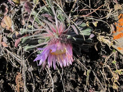 A late blooming Parry's Townsendia (thanks {188 bil lea}