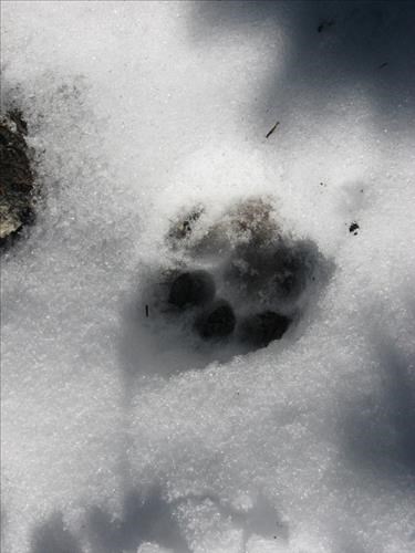 Cat tracks--were they lynx or cougar?