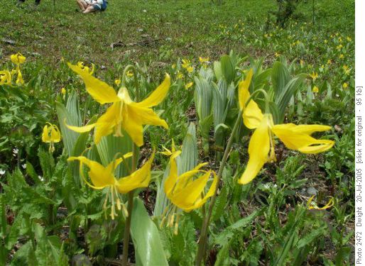 Glacier Lilies (erythronium grandiflorum)