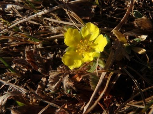 Late season buttercup