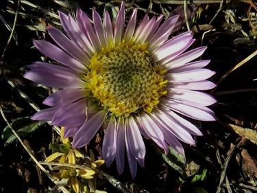Parry's Townsendia in bloom in November.