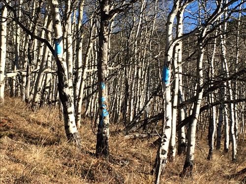 Blue Markings on Trees