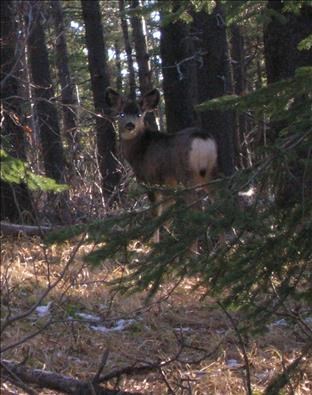 Small Mule Deer near the trail