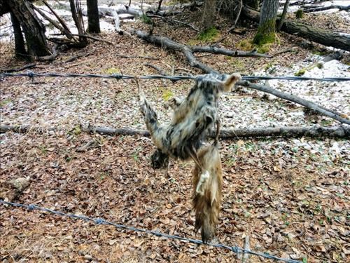 We wondered how this squirrel met his demise - perhaps his squirrel suit failed?