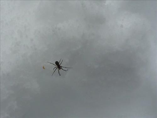 Along came a spider and sat down beside her...