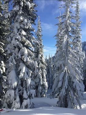 Blue skies and loaded trees