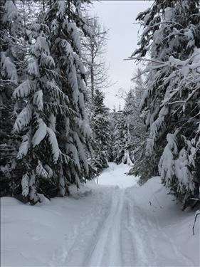 Champion Lakes trail