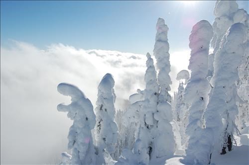 Rime covering trees on summit of Mt Crowe, Rossland Range, BC