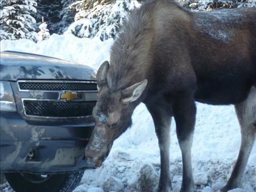 Moose and Co. was hard at work