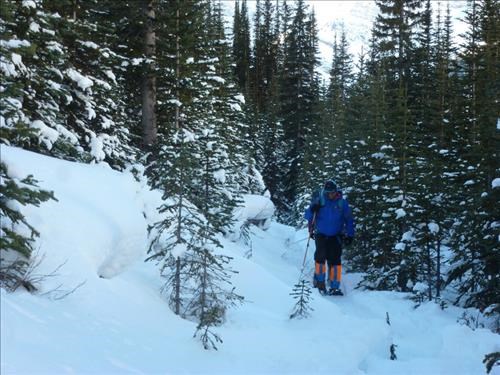 On the old logging road