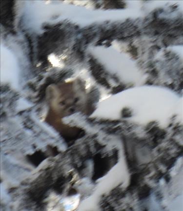 A blurry pine martin along Blueberry trail