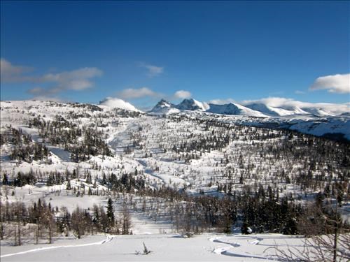 Looking across Bourgeau meadows towards Sunshine