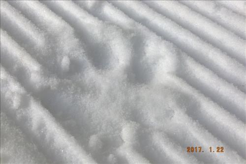 Paw print on Tyrwhitt trail