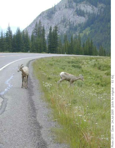 Young sheep on highway