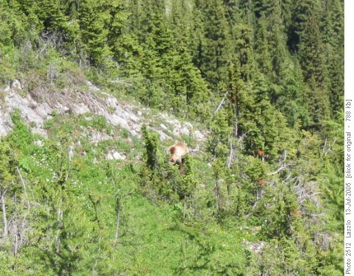 Grizzly having lunch