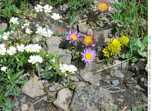 Flowers On Mist Ridge