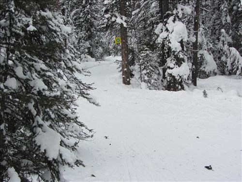 Snowy trees on Lower Telemark