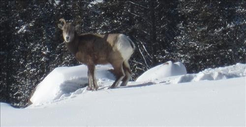 Bighorn sheep below Wilcox Pass