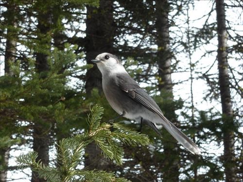 Canada's new National Bird at Rummel Lake