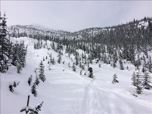 Manfred skinning up the lower slopes of Mt Field 