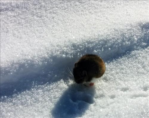 A very cold mouse trying to warm up in the sun