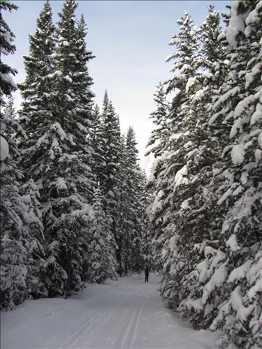 Snow loaded trees along Link trail