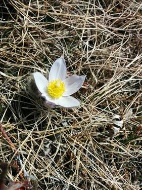 First crocus of the year