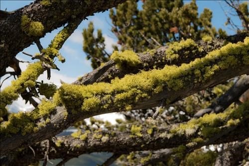 Wolf Moss on limber pine (Junction Hill)